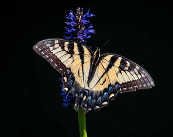 Eastern Tiger Swallowtail Print, Yellow Butterfly Photo, Wall Art