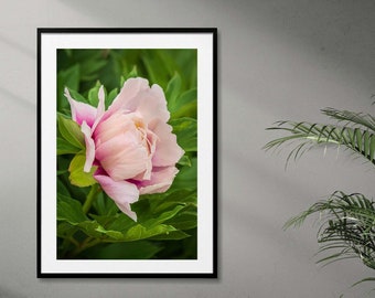 Pink Peony Print, Pink Flowers, Peony Flowers, Flower Photography, Botanical Art, Floral Wall Art, Garden Art, Home Decor