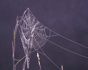 Dewy Spiderweb Photo Print, Nature Photography, Wall Art
