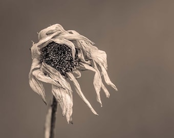 Weathered Wildflower Print, Dried Flower Print, Wall Art, Home Decor, Wall Decor, Nature Photography, Neutral Decor