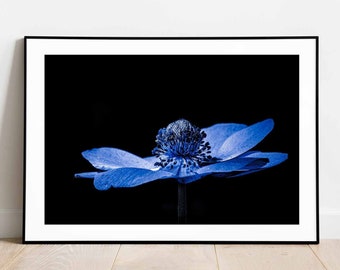 Blue Poppy Print, Blue Flower Print, Poppy Anemone, Flower Photography, Floral Wall Art, Garden Art, Home Decor