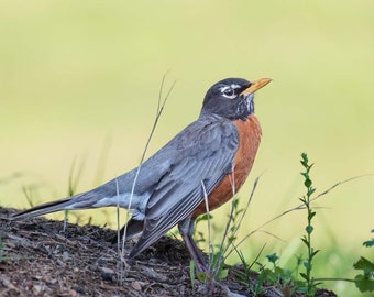 Spring Robin Print, Bird Photography, American Robin, Bird Lover Gift, Bird Art, Wall Art, Fine Art Photography