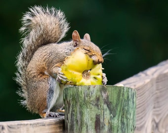 Garden Thief Photo, Mischievous Squirrel, Wildlife Photo, Cute Animal Art, Nature Photography, Wall Art, Gray Squirrel