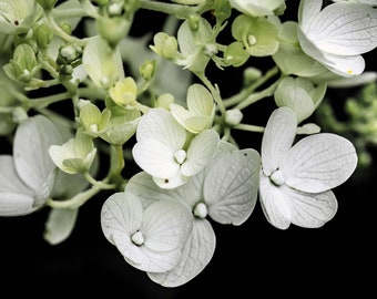 White Hydrangea Print, Hydrangea Flowers, White Flowers, Flower Photography, Floral Wall Art, Home Decor