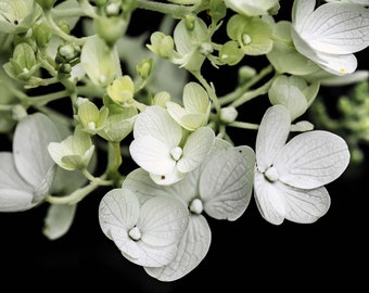 White Hydrangea Flower Photography Print, Floral Wall Art