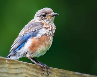 Juvenile Bluebird Print, Bluebird, Bird Photography, Bird Gifts, Bird Art, Eastern Bluebird, Wall Art, Home Decor, Nature Photo