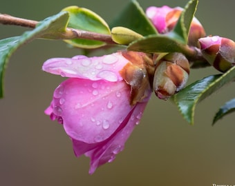 Pink Camellia Flower Art Print, Floral Photography, Garden Decor