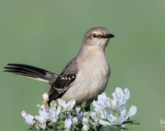 Mockingbird Print, Northern Mockingbird, Spring Bird Photo, Nature Photo, Wall Art, Home Decor, Fine Art Photography