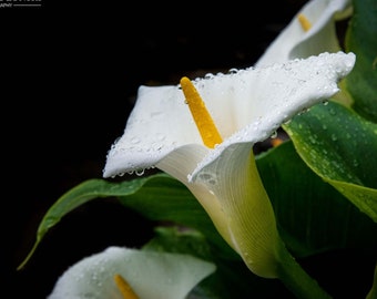 White Calla Lily Photo Print, Floral Wall Art, Flower Photography, Wall Art, Home Decor, Botanical Decor, White Calla Lily