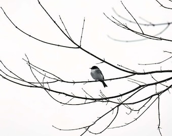 Winter Phoebe Print, Eastern Phoebe, Bird Photography, Black and White Photography, Wall Art, Home Decor, Minimalist, Metal Print