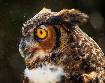 May include: A close-up of an owl's face with a yellow eye, brown and white feathers, and a dark background. The owl is looking to the left, and there are small water droplets in the air.