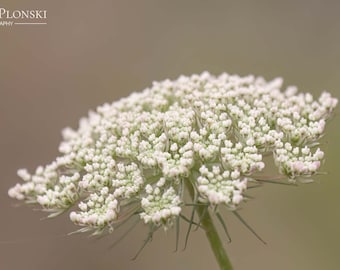 Queen Anne's Lace Print, Wildflower Print, White Flower, Wall Art, Home Decor, Nature Photography, Neutral Decor, Wild Carrot