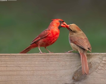 Cardinal Courtship, Bird Photography, Nature Photo, Bird Lover Gift, Lovebirds, Male & Female Northern Cardinal, Bird Wall Art