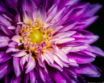 May include: A close-up of a vibrant purple dahlia flower with white edges on the petals. The center of the flower is yellow and the petals are arranged in a spiral pattern.