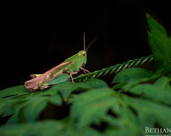 Grasshopper Print, Macro Photography, Grasshopper Art, Green Grasshopper, Home Decor, Wall Art, Nature Photo