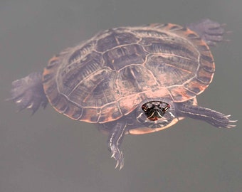 Turtle Print, Turtle Photo, Turtle Gifts, Turtle Shell, Wildlife Photo, Nature Photography, Wall Art, Home Decor