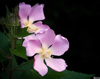 Pink Hibiscus Print, Flower Photography, Floral Wall Art, Home Decor, Botanical Fine Art, Garden Art, Pink Floral Print