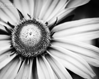Coneflower Close-Up Print, Coneflower, Nature Photography, Black and White Photography, Wall Art, Floral Art, Minimalist