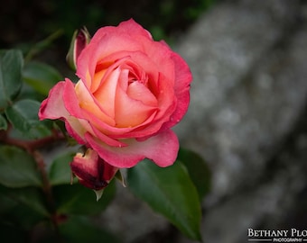 Italian Rose Print, Dramatic Rose, Pink Flower, Flower Photography, Botanical Art, Floral Wall Art, Garden Art, Home Decor