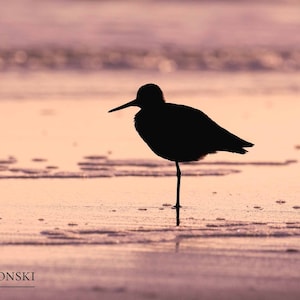 Shorebird Silhouette, Sandpiper, Willet, Bird Photo, Shorebird, Bird Gift, Sunset Photo, Coastal Art, Wall Art, Beach Photo