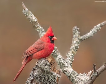 Fall Cardinal, Bird Photography, Nature Photo, Bird Lover Gift, Male Northern Cardinal, Bird Decor, Redbird, Bird Wall Art