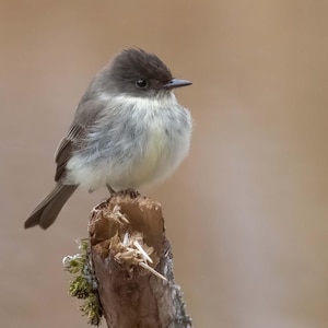 May include: A small, grey and white bird with a dark head perches on a broken branch. The bird is facing to the right and has a fluffy appearance.
