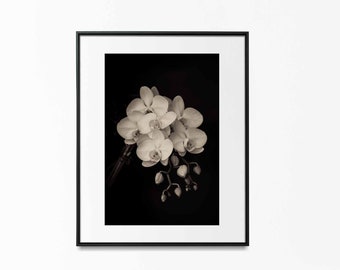 Black & White Orchids, Orchid Still Life, Black and White Photography, Flower Photography, Floral Art, Wall Art, Home Decor