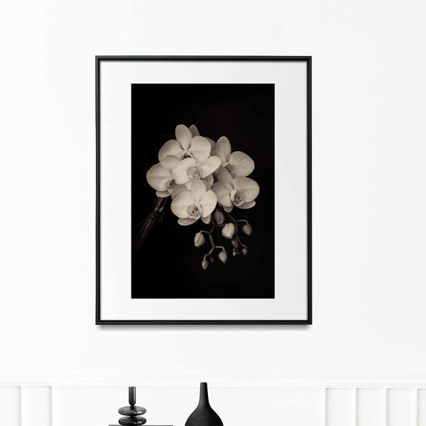 Black & White Orchids, Orchid Still Life, Black and White Photography, Flower Photography, Floral Art, Wall Art, Home Decor