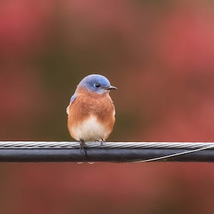Bluebird Print, Eastern Bluebird, Bird Photography, Cute Bluebird, Bluebird Photo, Wall Art, Home Decor, Wildlife Photography