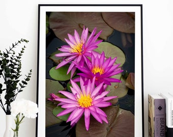 Waterlily Trio Print, Purple Waterlily, Waterlily Photo, Flower Photography, Floral Decor, Wall Art, Home Decor