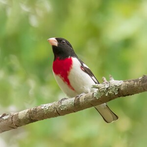 Rose-Breasted Grosbeak Portrait, Bird Photography, Grosbeak Photo, Birdwatcher Gift, Nature Decor, Bird Wall Art, Red, White, and Black Bird