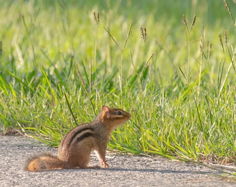 Little Chipmunk Photo, Animal Photo, Ground Squirrel, Wildlife Photo, Cute Animal Art, Nature Photography, Wall Art, Home Decor