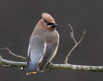 Waxwing Portrait, Cedar Waxwing, Bird Photography, Bird Decor, Nature Photography, Bird Gifts, Wall Art