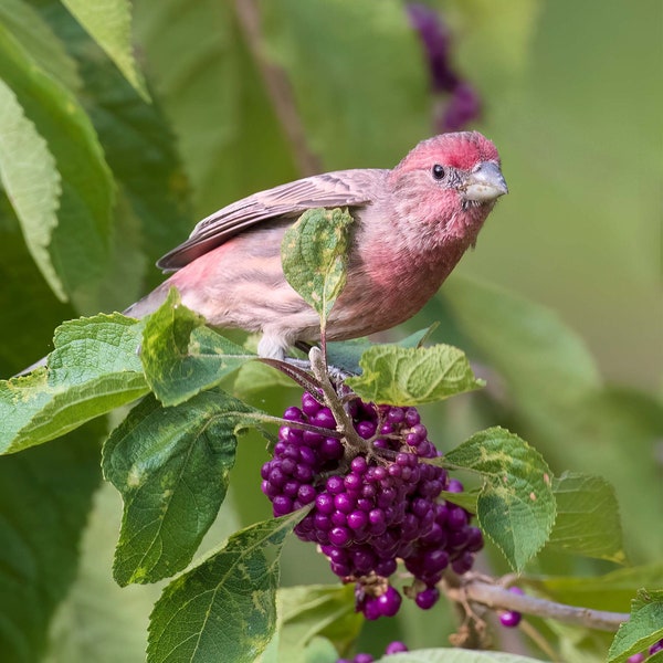 Bird and Berry Print, House Finch Photo, Wildlife Photography, Bird with Berries, Home Decor, Bird Photography, Wildlife and Native Plants