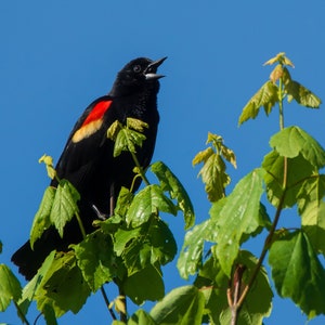 Red-Winged Blackbird Print, Blackbird Singing, Wildlife Photography, Blackbird Photo, Wall Art, Home Decor, Bird Photography