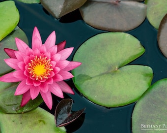 Pink Waterlily Print, Pink Flower Print, Waterlily, Lotus, Pink Lotus, Flower Photo, Floral Wall Art, Garden Art, Home Decor