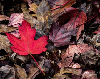 Red Maple Leaf Print, Fallen Leaf, Nature Photo, Wall Art, Fall Decor, Autumn Leaves, Fall Colors, Fine Art Photography