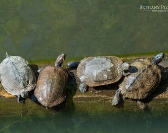 Turtles Basking, Turtle Photo, Group of Turtles, Turtle Print, Animal Art, Wildlife Photo, Nature Photo, Wall Art, Home Decor