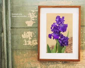 Purple Iris Print, Iris Photo, Purple Flower, Flower Photography, Botanical Art, Floral Wall Art, Garden Gifts, Home Decor
