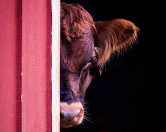 Cow Photograph: Peek-a-Moo, Farmhouse Wall Art