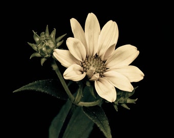 Split-Toned Sunflower Print, Wildflower, Black and White Photography, Flower Photography, Floral Art, Moody Botanical, Wall Art