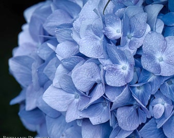 Blue Hydrangea Print, Flower Photography, Floral Wall Art, Home Decor,