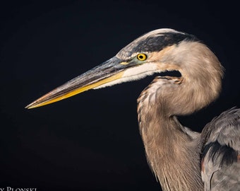 Great Blue Heron Print, Bird Photography, Wall Art, Home Decor, Bird Decor, Fine Art Photography, Heron