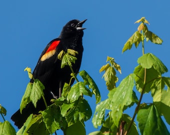Red-Winged Blackbird Fine Art Photograph, Blackbird Song Print