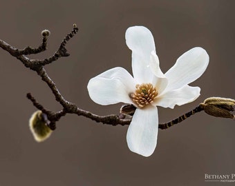 Magnolia Blossom Print, White Flower Print, Flower Photography, Floral Wall Art, Magnolia Tree, Home Decor, Wall Art