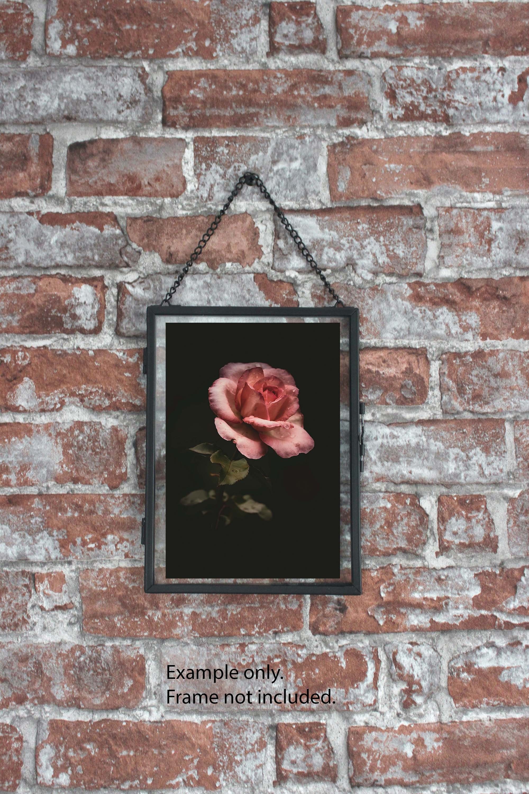 Dewy Pink Rose Fine Art Photography Print - Etsy