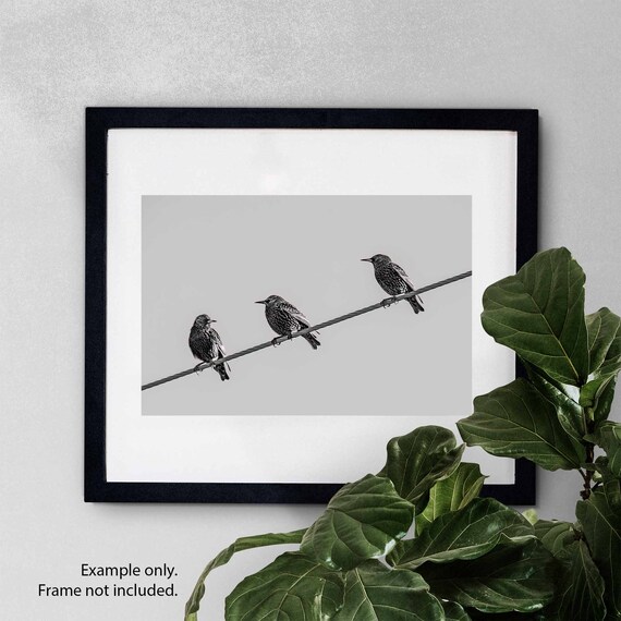 Starling Trio Black and White Bird Photography Print