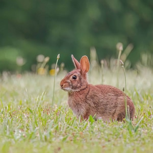 Eastern Cottontail Print, Rabbit Photo, Bunny Print, Bunny Rabbit, Wildlife Photography, Nature Photo, Wall Art, Home Decor