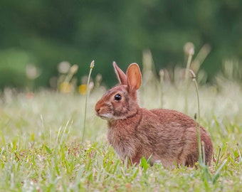 Eastern Cottontail Print, Rabbit Photo, Bunny Print, Bunny Rabbit, Wildlife Photography, Nature Photo, Wall Art, Home Decor