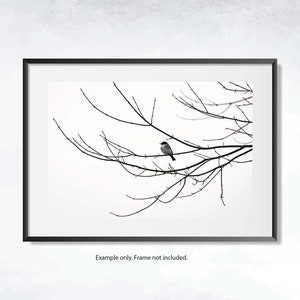 Winter Phoebe, Eastern Phoebe Bird Print, Black and White Photography, Minimalist Wall Art bild 2